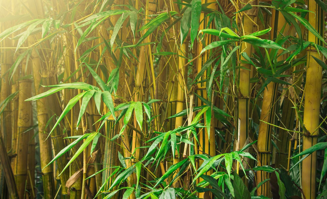 Bambus produkter